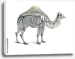 Постер Скелет верблюда