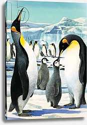 Постер Дэвис Р. (жив, дет) King Penguin 2