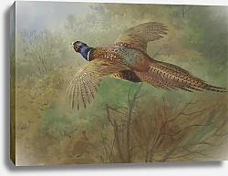 Постер Торнбурн Арчибальд (Бриджман) Pheasant In Flight