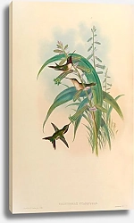 Постер Calothorax Cyanopogon
