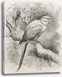 Постер Sun Parakeet (Aratinga solstitialis). Created by Kretschmer and Schmid, published on Merveilles de l