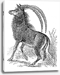 Постер Sable antelope, aigocerus niger or hippotragus niger vintage engraving.