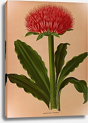 Постер Арендсен Арентина Гемантус остролистный