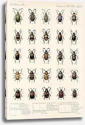 Постер Годман Фредерик Insecta Coleoptera Pl 268