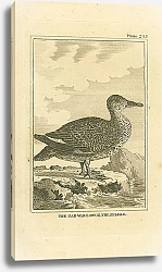 Постер The Gad-Wall Duck, the Female 1