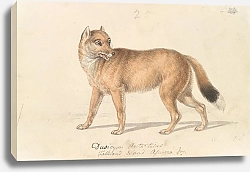Постер Смит Чарльз Гамильтон Falkland Islands Wolf