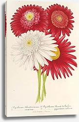 Постер Лемер Шарль Pyrethrum roseum
