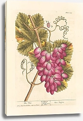 Постер Блэквелл Элизабет Виноградная лоза