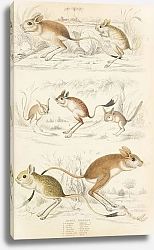 Постер Макгилливрей Уильям Jerboas