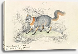 Постер Смит Чарльз Гамильтон Gray Fox