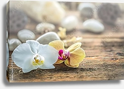 Постер Орхидеи и камни 2