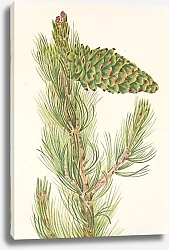 Постер Уолкотт Мари Сосна гибкая. Pinus flexilis