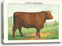 Постер Шортгорнская порода коров