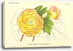 Постер Begonia Hybrida Mme CH. DE BOSSCHERE