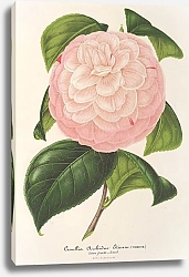 Постер Лемер Шарль Camellia Archiduc Étienne