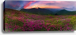Постер Цветущее поле в горах 3