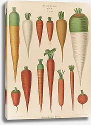 Постер Бенари Эрнст Морковь