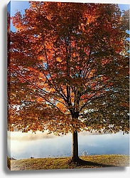 Постер Осенний клен у воды