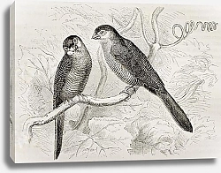 Постер Common Waxill (Estrilda astrild). Created by Kretschmer and Niedermann, published on Merveilles de l