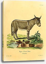 Постер Дикий осёл Equus Asinus Linn Domesticus