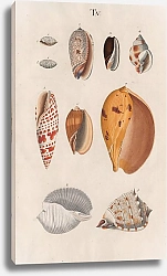 Постер Спаловский Иоганн Prodromus in systema historicum testaceorum Pl.05