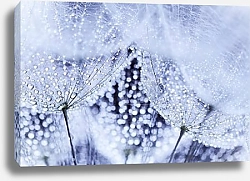 Постер Капли на одуванчике