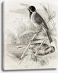 Постер Reed Bunting (Emberiza schoeniclus). Created by Kretschmer, published on Merveilles de la Nature, Ba