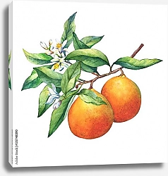 Постер Свежие цитрусовые апельсины на ветке