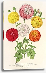 Постер Лемер Шарль Chrysanthèmes nains et précoces