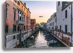 Постер Птица над венецианским каналом