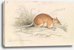 Постер Смит Чарльз Гамильтон Long-Tailed Spiny Rat