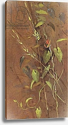 Постер Бенингфилд Гордон (1936-98) Small Copper Butterfly on Bindweed, from Beningfield's Butterflies pub.by Chatto & Windus, 1978