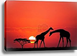 Постер Жирафы на закате