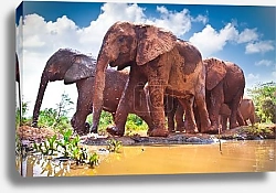 Постер Стадо слонов, идущих по реке в Кении