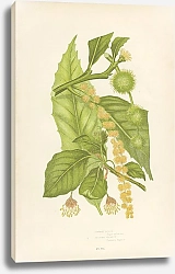 Постер Common Beech, Spanish Chesnut