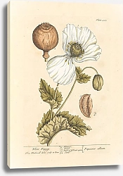 Постер Блэквелл Элизабет Белый мак