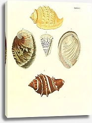 Постер Морские раковины 017