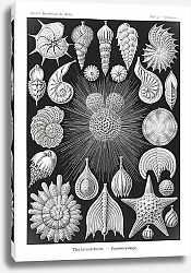 Постер Thalamophora–Kammerlinge