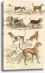 Постер Макгилливрей Уильям Dogs