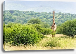 Постер Жирафы в саванне, Танзания 3