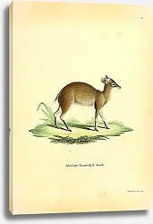 Постер Хохлатая антилопа