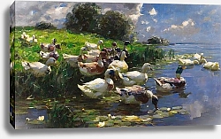 Постер Кестер Александр Утки