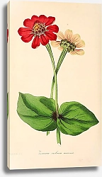 Постер Zinnia violacea coccinea 1