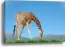 Постер Жираф ест траву