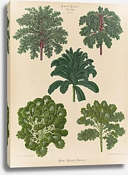 Постер Бенари Эрнст Декоративные отверстия, или Калесы