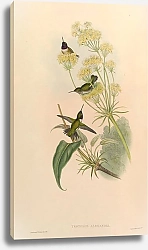 Постер Trochilus Alexandri