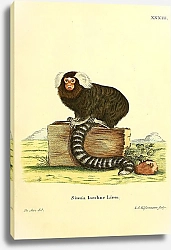 Постер Игрунка обыкновенная Simia Lacchus