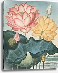 Постер Торнтон Роберт Священный египетский боб