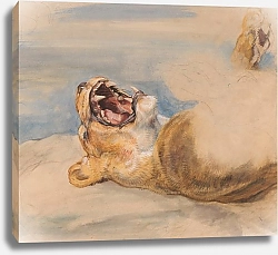 Постер Льюис Джон Этюд львицы