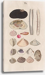 Постер Спаловский Иоганн Prodromus in systema historicum testaceorum Pl.10